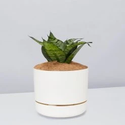 Succulents Border Plants Sansevieria Trifasciata Green Hahnii - Pot + Plant + Soil