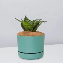 Succulents Border Plants Sansevieria Trifasciata Green Hahnii - Pot + Plant + Soil