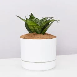 Succulents Border Plants Sansevieria Trifasciata Green Hahnii - Pot + Plant + Soil