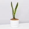 Succulents Sansevieria Trifasciata Laurentii - Pot + Plant + Soil Border Plants