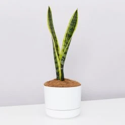 Succulents Sansevieria Trifasciata Laurentii - Pot + Plant + Soil Border Plants