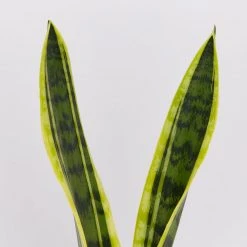 Succulents Sansevieria Trifasciata Laurentii - Pot + Plant + Soil Border Plants