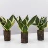 Indoor Garden Sansevieria Trifasciata Lotus Hahnii In Paper Pots