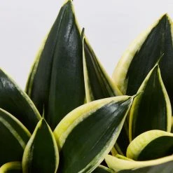 Indoor Garden Sansevieria Trifasciata Lotus Hahnii In Paper Pots