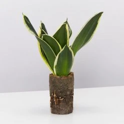 Indoor Garden Sansevieria Trifasciata Lotus Hahnii In Paper Pots