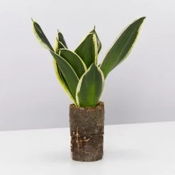 Indoor Garden Border Plants Mixed Pack Of Sansevieria In Paper Pots