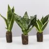 Indoor Garden Border Plants Mixed Pack Of Sansevieria In Paper Pots