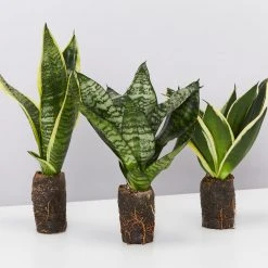 Indoor Garden Border Plants Mixed Pack Of Sansevieria In Paper Pots