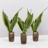 Indoor Garden Sansevieria Trifasciata Superba Paper Pots