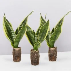 Indoor Garden Sansevieria Trifasciata Superba Paper Pots