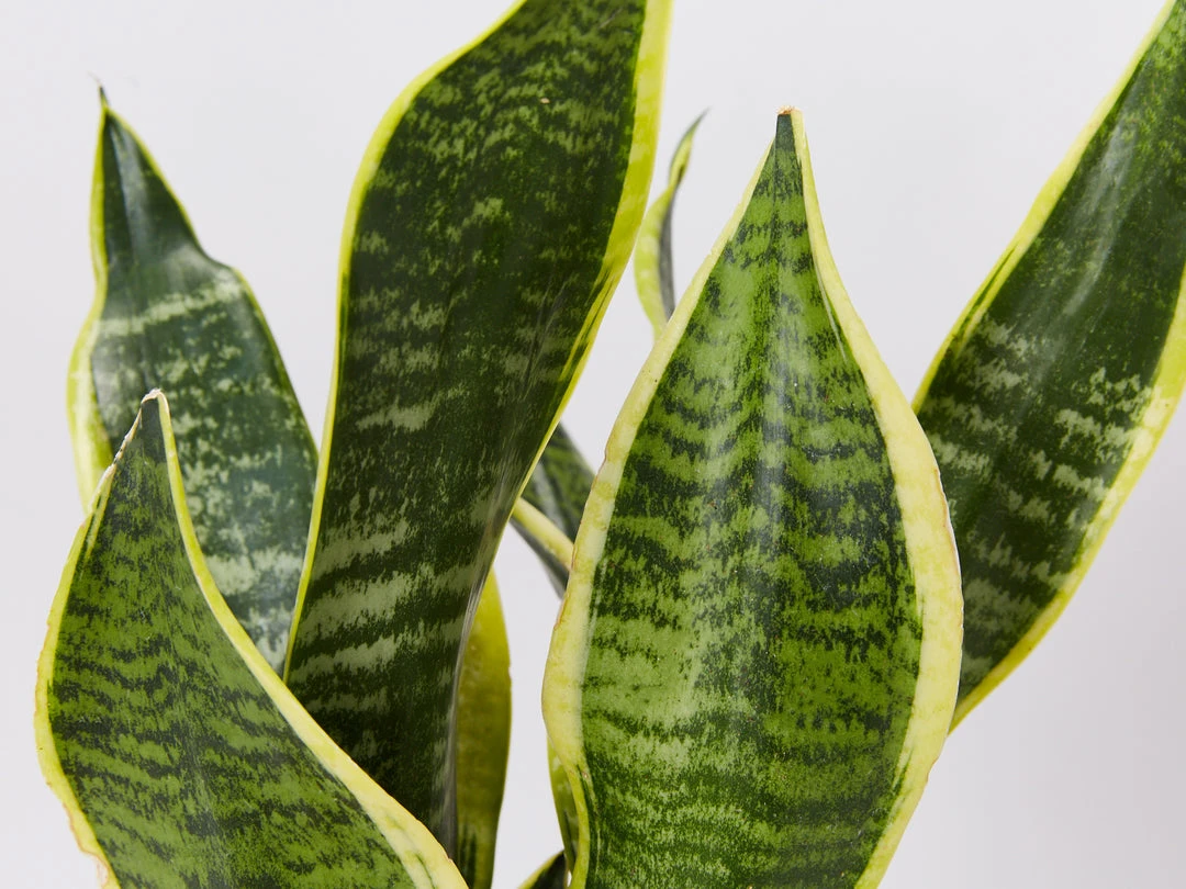 Plants In A Box Sansevieria Trifasciata Superba 3 Plants In A Box Sansevieria Trifasciata Superba