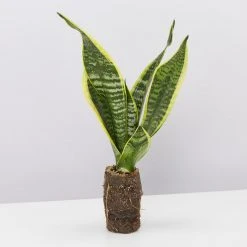 Indoor Garden Sansevieria Trifasciata Superba Paper Pots