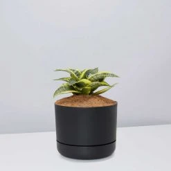 Succulents Snake Plants Sansevieria Trifasciata Golden Hahnii - Pot + Plant + Soil