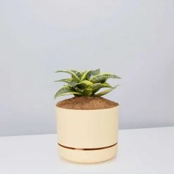 Succulents Snake Plants Sansevieria Trifasciata Golden Hahnii - Pot + Plant + Soil