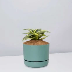 Succulents Snake Plants Sansevieria Trifasciata Golden Hahnii - Pot + Plant + Soil