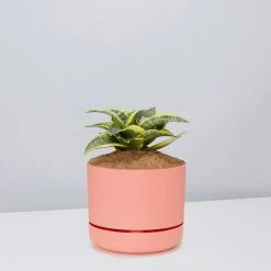 Succulents Snake Plants Sansevieria Trifasciata Golden Hahnii - Pot + Plant + Soil