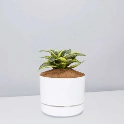 Succulents Snake Plants Sansevieria Trifasciata Golden Hahnii - Pot + Plant + Soil