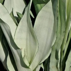 Indoor Garden Snake Plants Sansevieria Trifasciata Moonshine With Pot Option