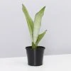 Indoor Garden Snake Plants Sansevieria Trifasciata Moonshine With Pot Option