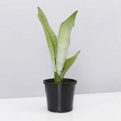 Indoor Garden Snake Plants Sansevieria Trifasciata Moonshine With Pot Option