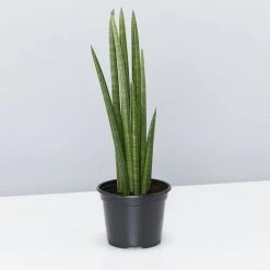 Indoor Garden Pool Friendly Plants Sansevieria Cylindrica Snake Plants