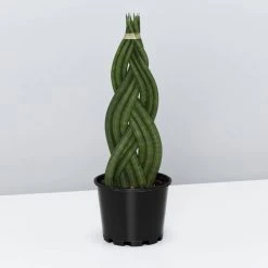 Indoor Garden Pool Friendly Plants Sansevieria Cylindrica Snake Plants