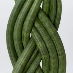 Indoor Garden Pool Friendly Plants Sansevieria Cylindrica Snake Plants