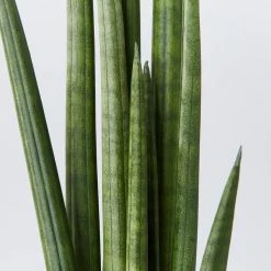 Indoor Garden Pool Friendly Plants Sansevieria Cylindrica Snake Plants