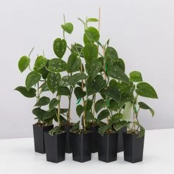 Indoor Garden Satin Pothos Scindapsus Pictus Argyraeus