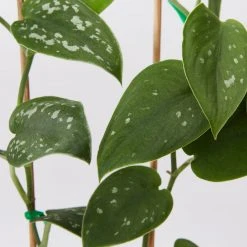 Indoor Garden Satin Pothos Scindapsus Pictus Argyraeus