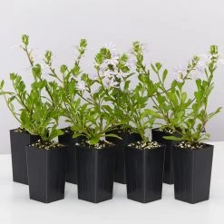 Shrubs Scaevola Aemula Fairy Blue