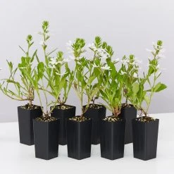 Shrubs Border Plants Scaevola Aemula Bondi White