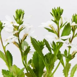 Shrubs Border Plants Scaevola Aemula Bondi White