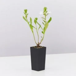 Shrubs Border Plants Scaevola Aemula Bondi White