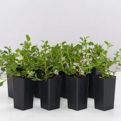 Shrubs Scaevola Albida Mauve Clusters Full Sun