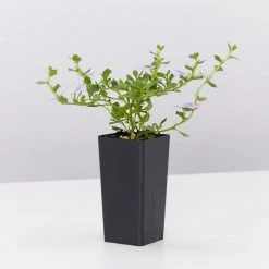 Shrubs Scaevola Albida Mauve Clusters Full Sun