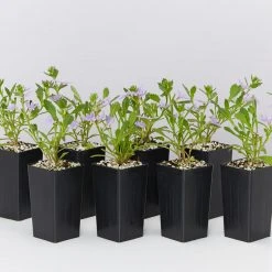 Shrubs Scaevola Aemula Bondi Blue 9 Shrubs Scaevola Aemula Bondi Blue