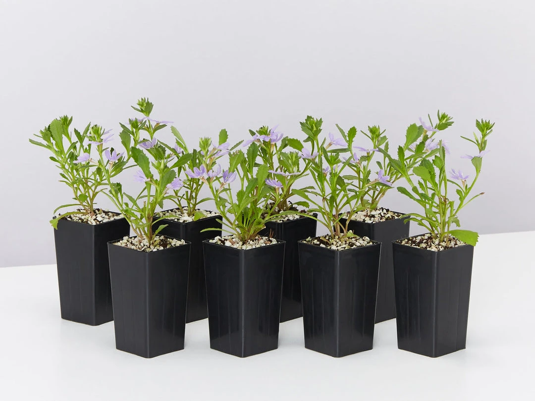 Shrubs Scaevola Aemula Bondi Blue 5 Shrubs Scaevola Aemula Bondi Blue