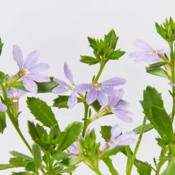 Shrubs Scaevola Aemula Bondi Blue