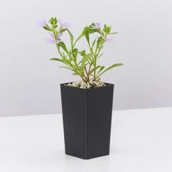 Shrubs Scaevola Aemula Bondi Blue 10 Shrubs Scaevola Aemula Bondi Blue