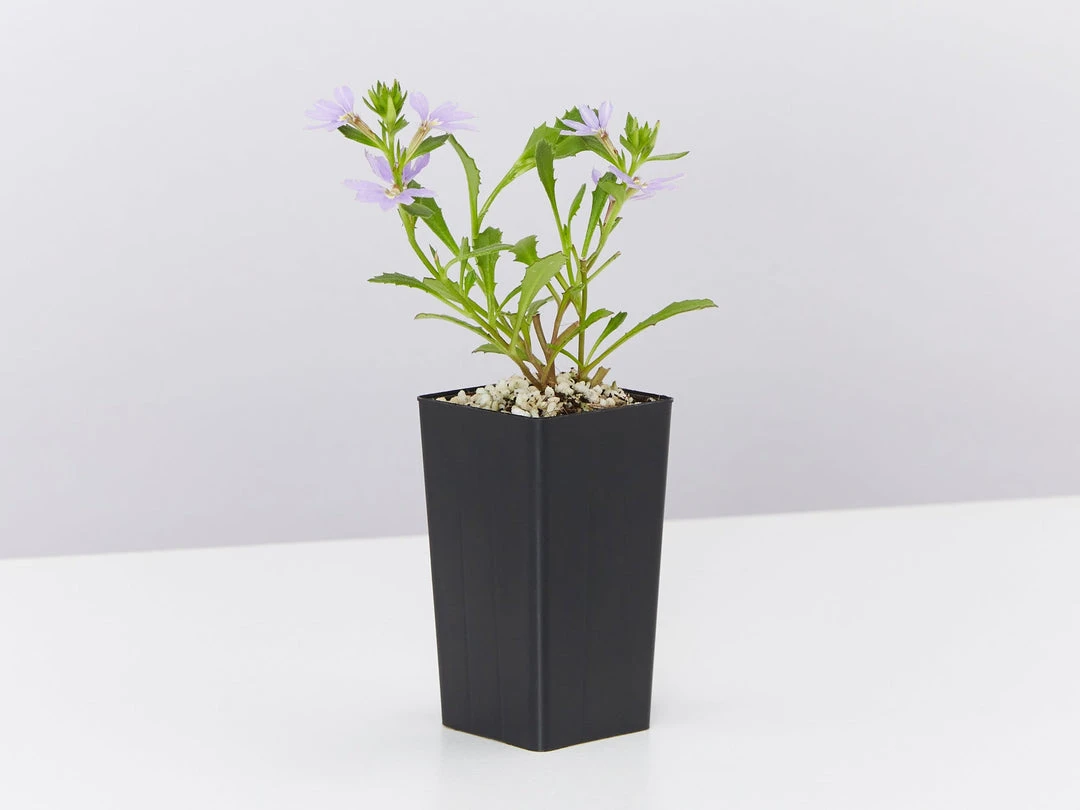 Shrubs Scaevola Aemula Bondi Blue 6 Shrubs Scaevola Aemula Bondi Blue