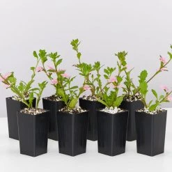 Shrubs Scaevola Aemula Fairy Pink Full Sun