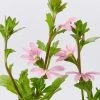 Shrubs Scaevola Aemula Fairy Pink Full Sun 1 Shrubs Scaevola Aemula Fairy Pink Full Sun