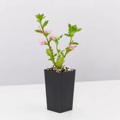 Shrubs Scaevola Aemula Fairy Pink Full Sun