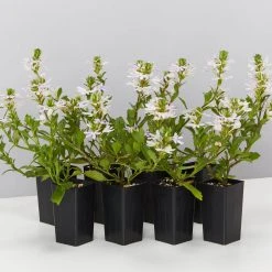 Shrubs Border Plants Scaevola Aemula White Mauve