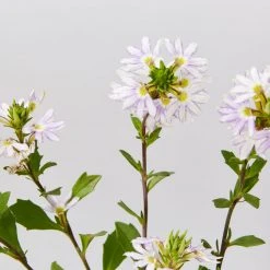 Shrubs Border Plants Scaevola Aemula White Mauve