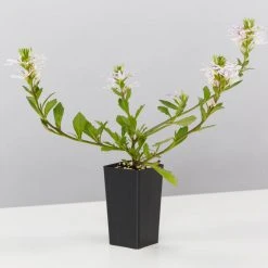 Shrubs Border Plants Scaevola Aemula White Mauve