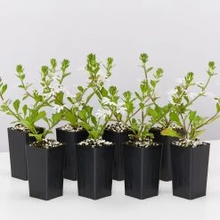 Shrubs Scaevola Aemula Fairy White