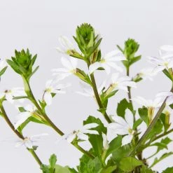 Shrubs Scaevola Aemula Fairy Blue