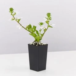 Shrubs Scaevola Aemula Fairy White